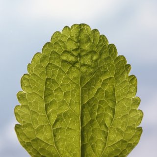 Stevia Seeds | Stevia rebaudiana | Sweet Leaf Herb | 1 x 100 Seeds