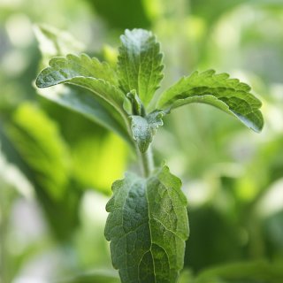 Stevia Zaden | Stevia rebaudiana | Honingblad - Zoet Kruid | 1 x 100 zaden