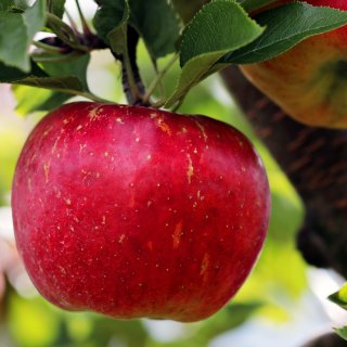 Pectine de Pomme | 100% Végétalien | Alternative à la Gélatine | 125g