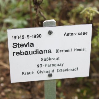 Semi Di Stevia rebaudiana | Semi Di Pianta Di Stevia | 10 x 100 Semi