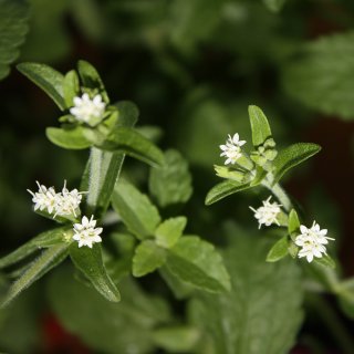 Stevia Seeds | Stevia rebaudiana | Sweet Leaf Herb | 10 x 100 Seeds