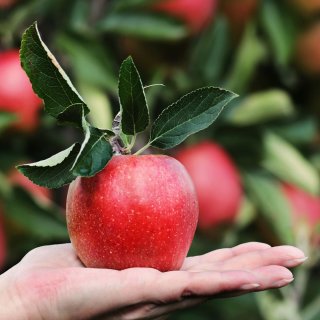 Pectina de Manzana | 100% Vegana | Alternativa a la Gelatina | 10x125g